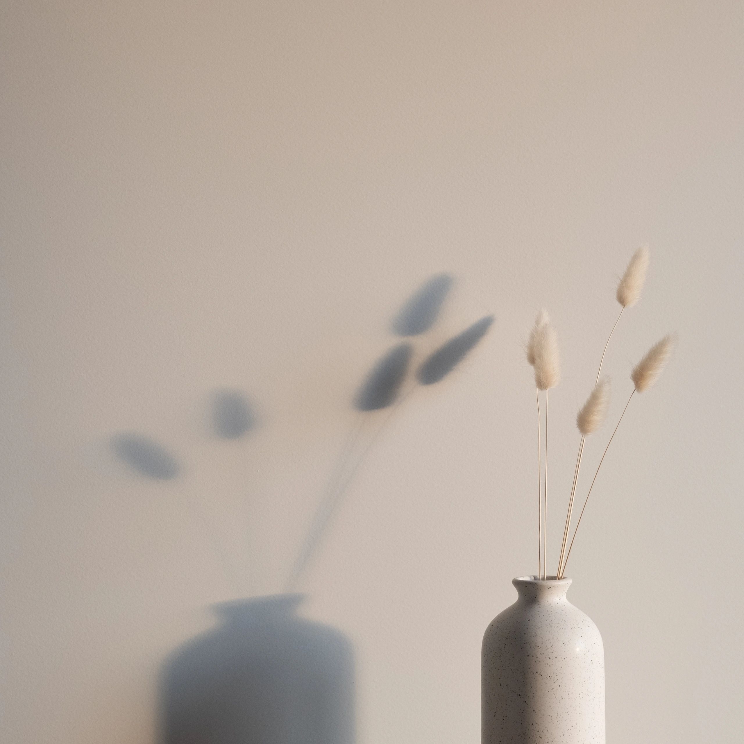 Minimal boho vase with dried bunny tails at sunset